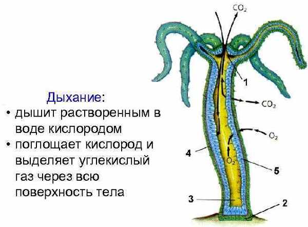 Кракен тор store