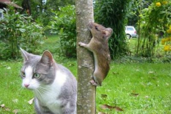 Купить наркотики онлайн
