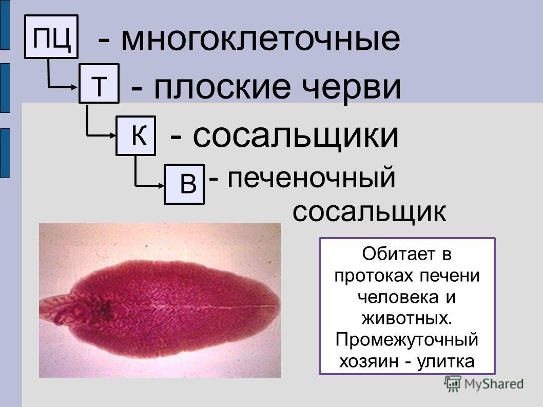 Kraken ссылка на сайт актуальная